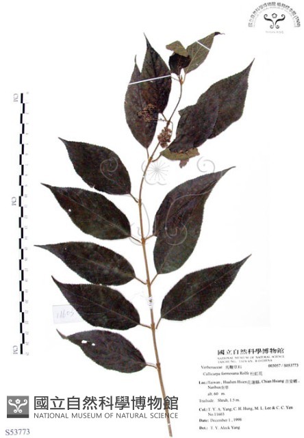 杜虹花，台灣紫珠藏品圖，第1張