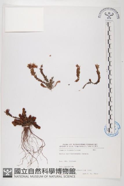 玉山佛甲草藏品圖，第1張