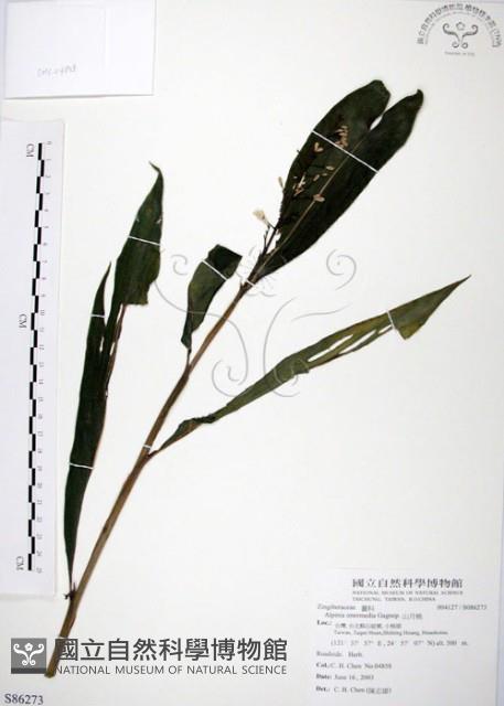 山月桃藏品圖，第1張