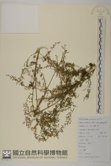 青蒿藏品圖，第1張