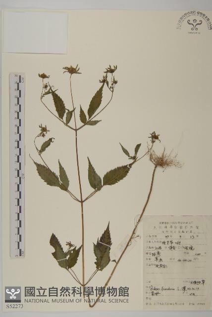 大狼把草藏品圖，第1張