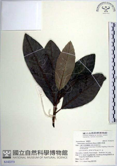 鈍葉大果漆, 小葉大果漆藏品圖，第1張