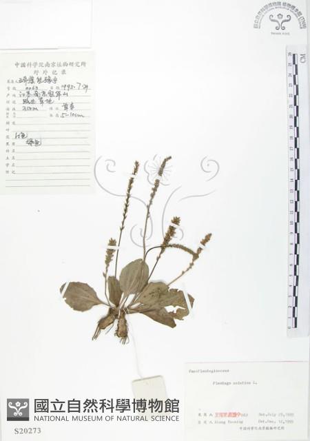 車前草藏品圖，第1張