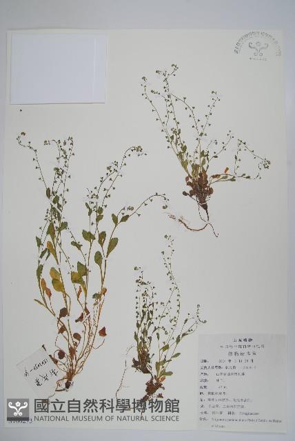 附地菜藏品圖，第1張