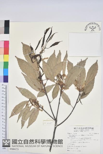 梵天花藏品圖，第1張