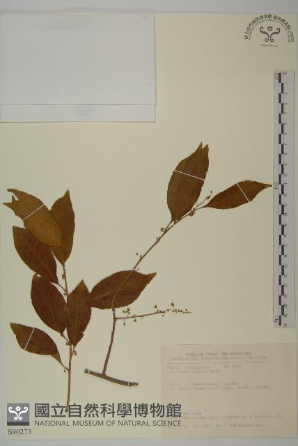 南華南蛇藤，青江藤藏品圖，第1張