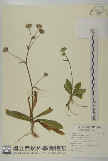 燈豎朽藏品圖，第1張