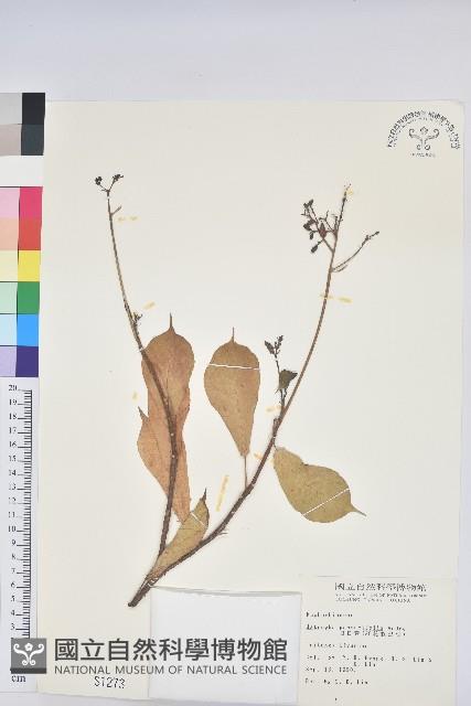 琴葉櫻藏品圖，第1張