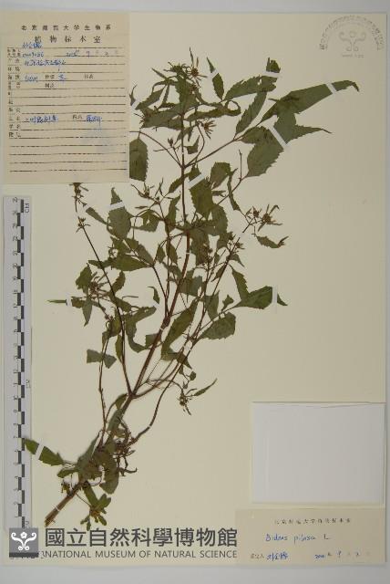 白花鬼針藏品圖，第1張