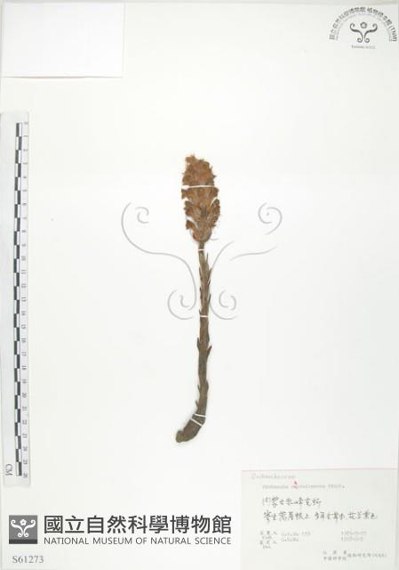 列當藏品圖，第1張