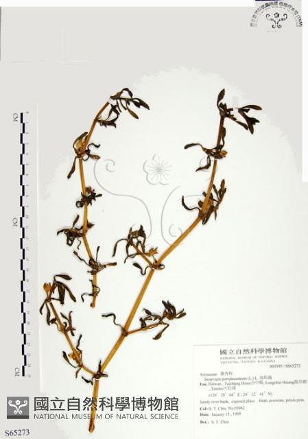 海馬齒藏品圖，第1張