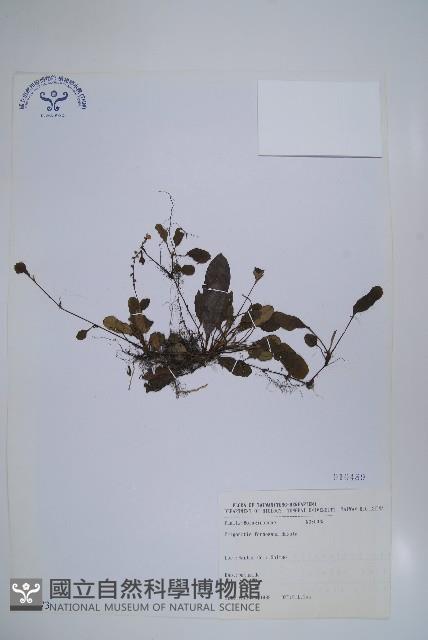 臺灣附地草藏品圖，第1張