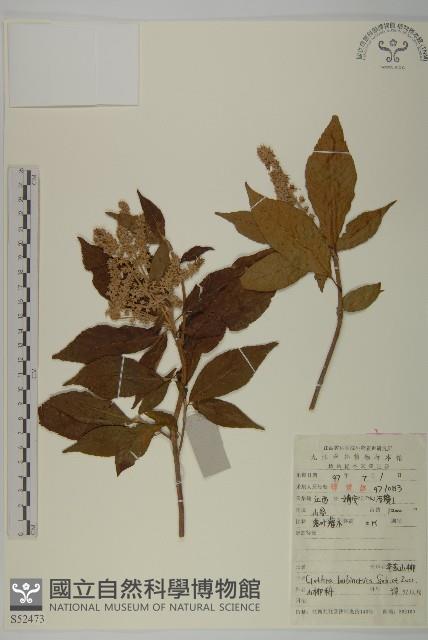 華東山柳藏品圖，第1張