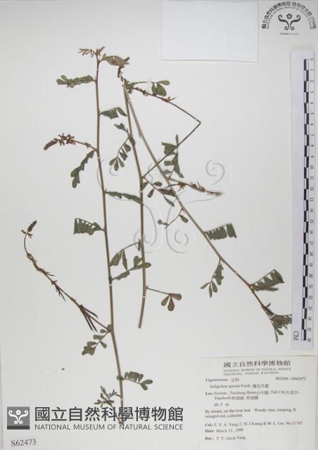 穗花木藍藏品圖，第1張