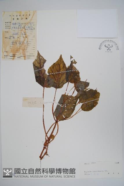 中華秋海棠藏品圖，第1張