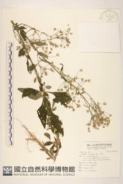 一枝香藏品圖，第1張