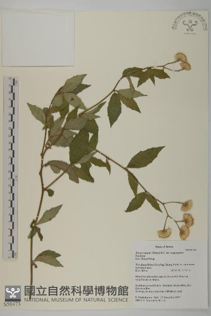 大頭艾納香藏品圖，第1張