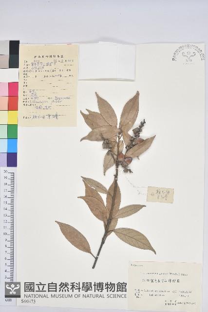 子彈石櫟藏品圖，第1張