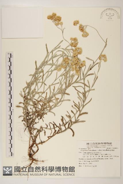 絲綿草藏品圖，第1張