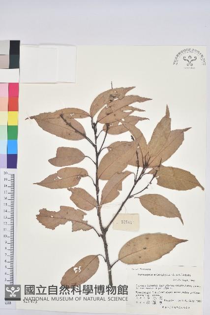 苦櫧栲藏品圖，第1張