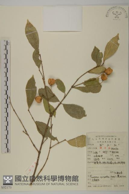 大果衛矛藏品圖，第1張