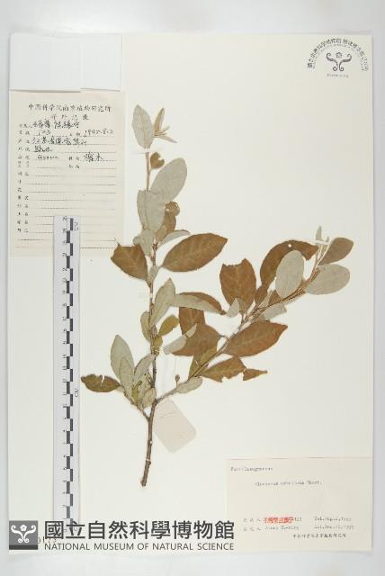 小葉胡頹子藏品圖，第1張