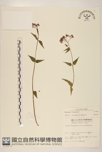 登錄號:S010173藏品圖，第1張