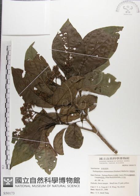 青脆枝藏品圖，第1張