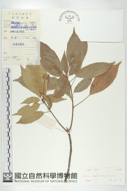 猴歡喜藏品圖，第1張