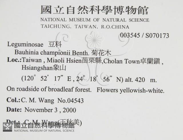 菊花木藏品圖，第1張