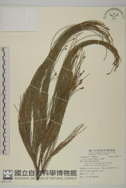 木麻黃藏品圖，第1張