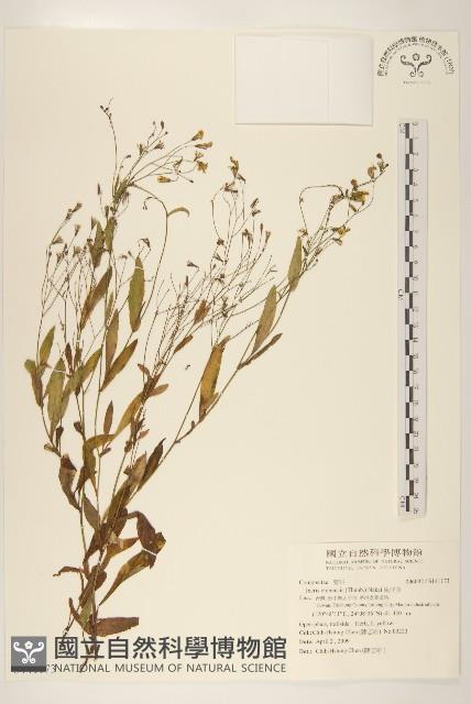 兔仔菜藏品圖，第1張