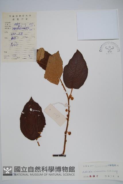 灰毛獼猴桃藏品圖，第1張