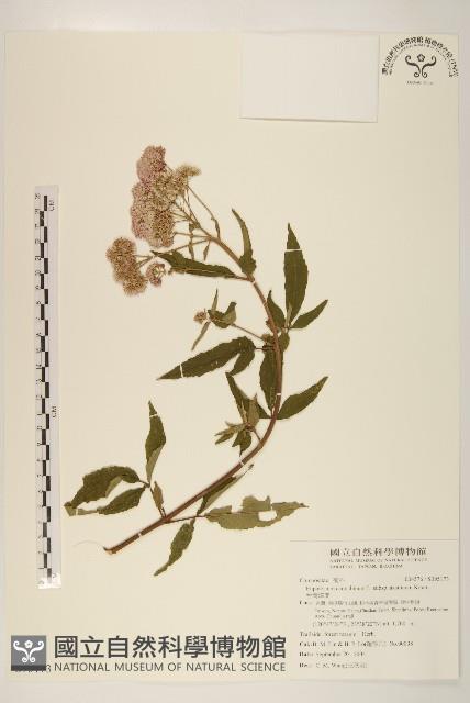 台灣澤蘭藏品圖，第1張