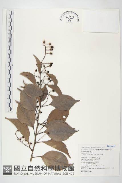 亨利氏伊立基藤藏品圖，第1張