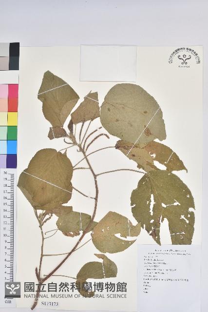 臺灣鐵莧藏品圖，第1張