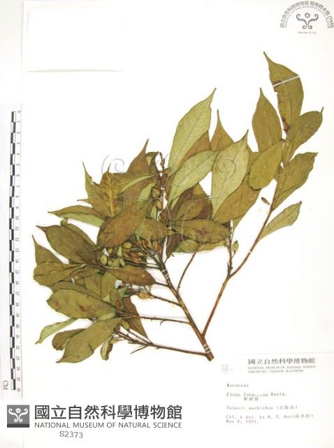 天仙果、臺灣榕藏品圖，第1張