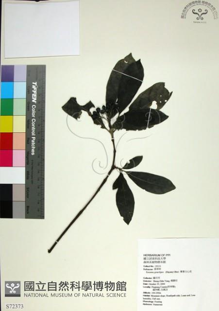 薄葉玉心花藏品圖，第1張