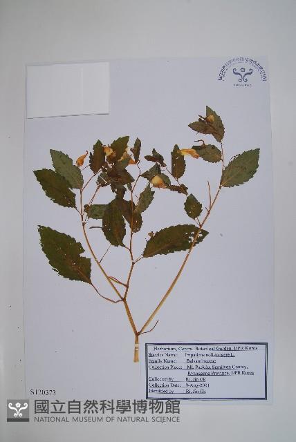 水金鳳藏品圖，第1張