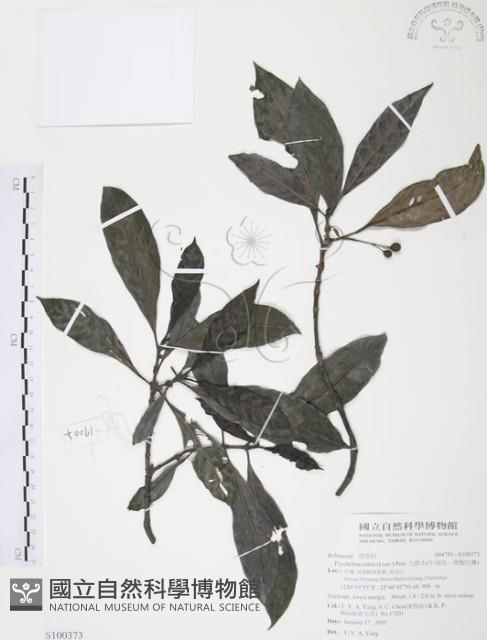 九節木、牛屎烏、青龍吐霧藏品圖，第1張