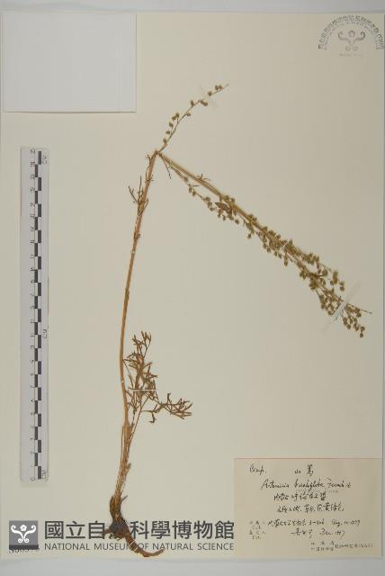 山蒿藏品圖，第1張