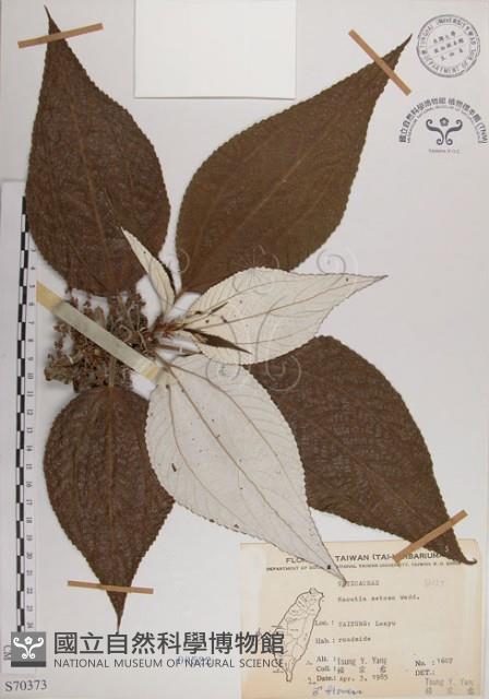 蘭嶼水絲麻藏品圖，第1張