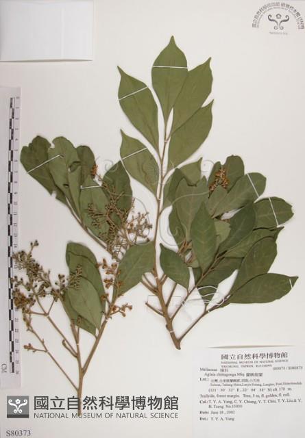 蘭嶼樹蘭藏品圖，第1張