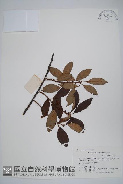 小葉獼猴桃藏品圖，第1張