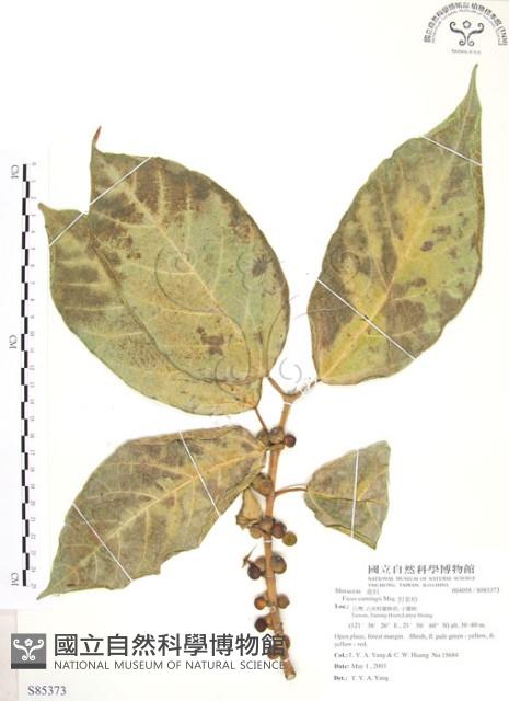 克明榕、屈氏榕、對葉榕、糙葉榕藏品圖，第1張