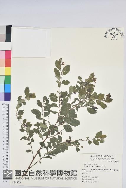 紅仔珠藏品圖，第1張