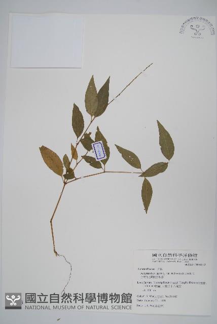 牛膝藏品圖，第1張