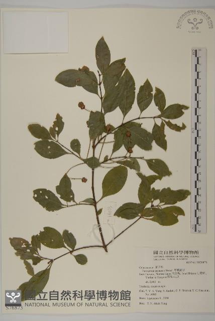 厚葉衛矛, 源一木藏品圖，第1張