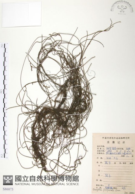 無根草藏品圖，第1張