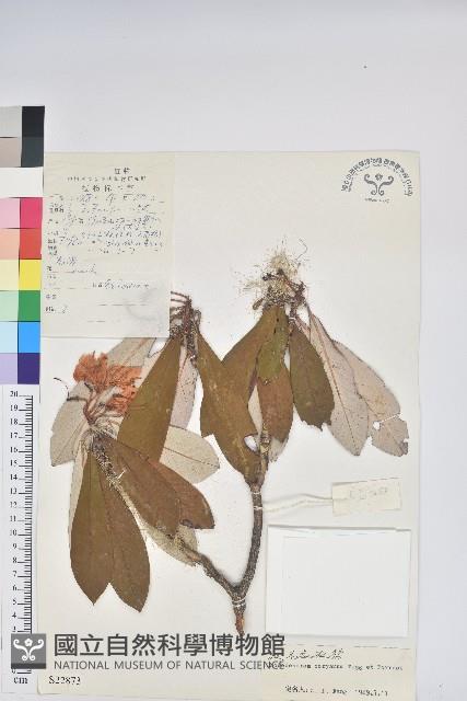 光蕊杜鵑花藏品圖，第1張